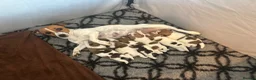 Jack Russell dogs for sale: Jack Russell Puppies - Advert 4