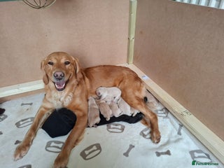 Golden Retriever dogs KC reg golden retriever puppies - Advert 2