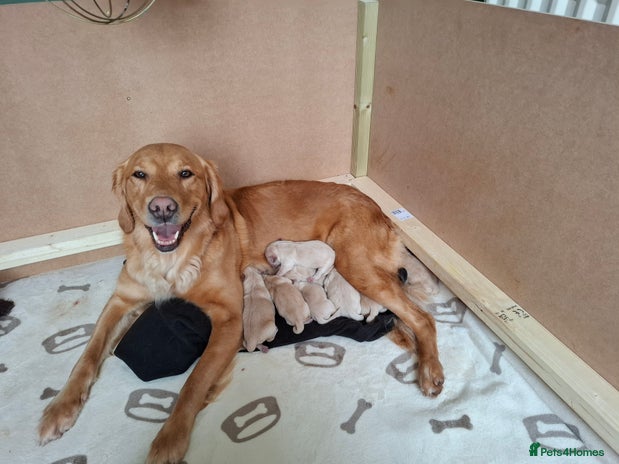 Golden Retriever dogs - Advert 2