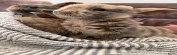 Mini Lop rabbits for sale: Mini lop baby rabbits for sale. Ready in 4 weeks in Warrington - Advert 4