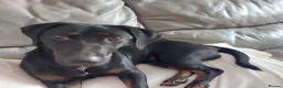 Jackshund dogs for sale: Carol  in Addlestone - Advert 1
