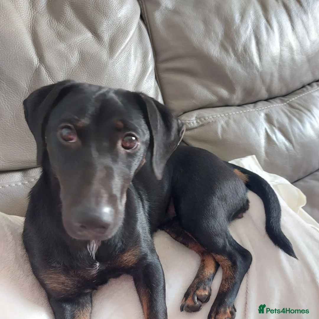 Jackshund dogs for sale: Carol  in Addlestone - Advert 1