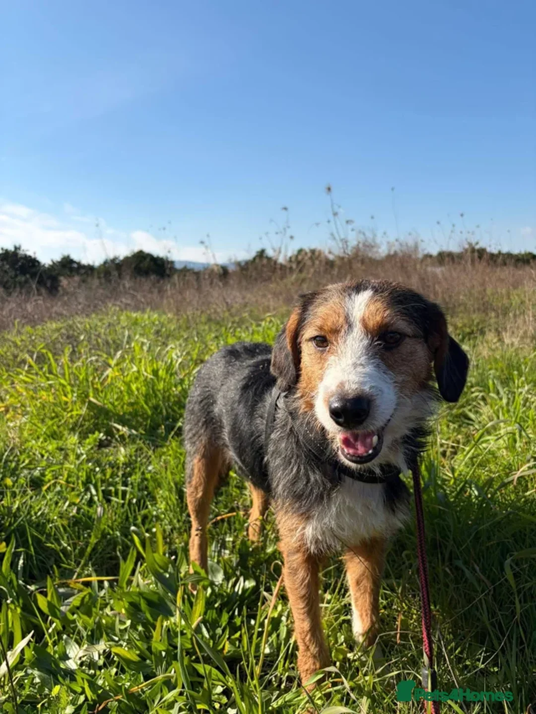 Mixed Breed dogs for sale: Ronnie  in Guildford - Advert 1