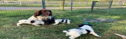 Sprocker dogs for sale: Sprocker Spaniel puppies  - Advert 7