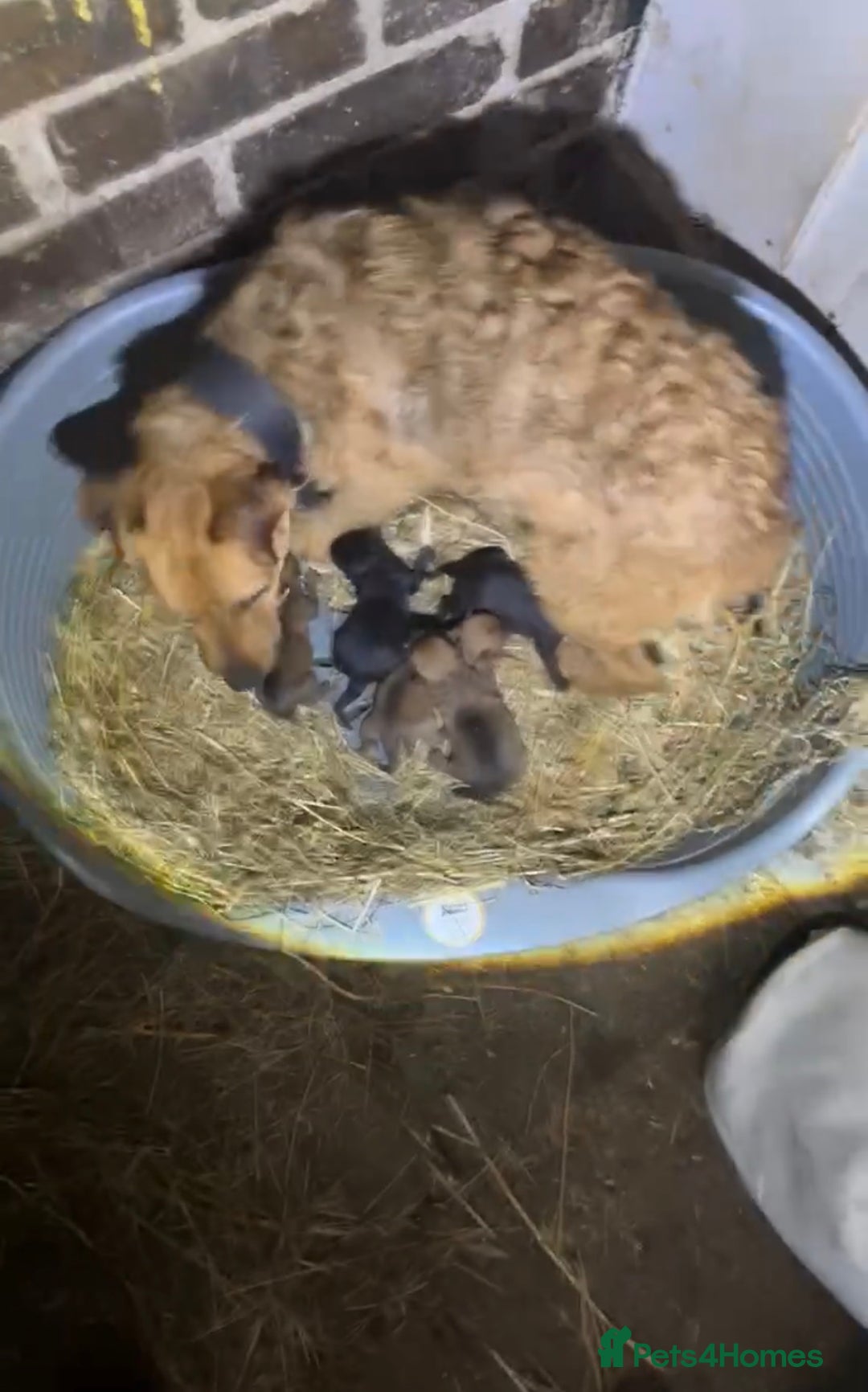 Mixed Breed dogs for sale: Lakeland x patterdale puppies for sale  - Advert 1