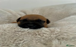 Staffordshire Bull Terrier dogs for sale: Red Staffordshire bull terrier puppies  - Image 5