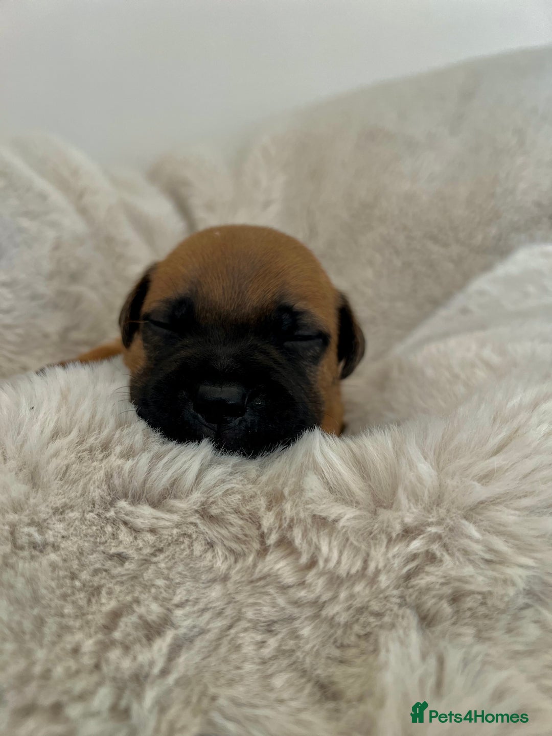 Staffordshire Bull Terrier dogs for sale: Red Staffordshire bull terrier puppies  - Image 5