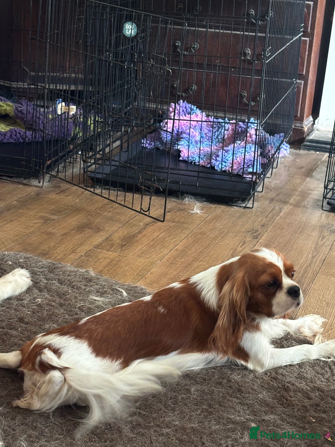 Cavalier King Charles Spaniel dogs for sale: Beautiful 11 month old cavalier puppy - Image 3