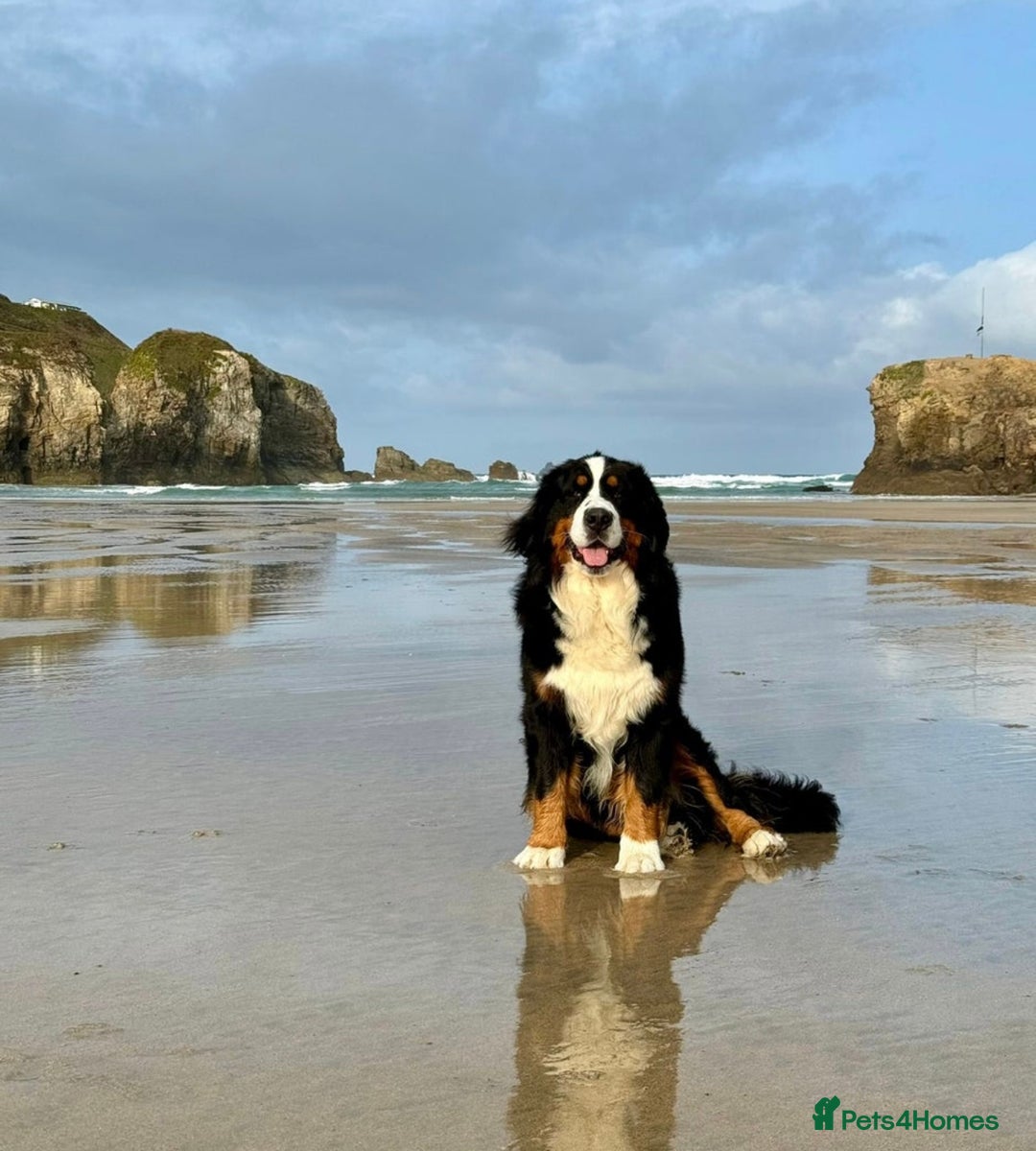 Bernese Mountain Dog dogs for sale: 9 months old girl KC  - Image 10