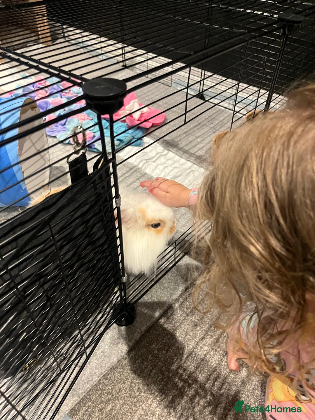 Lionhead rabbits for sale: Loving, cuddly rabbit for sale - Image 2