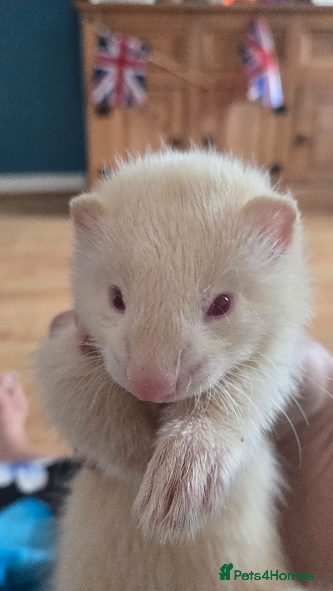 Ferret rodents X2 albino male ferret kits with cage + accessories - Advert 1