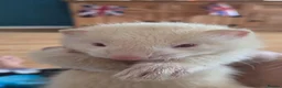 Ferret rodents for sale: X2 albino male ferret kits with cage + accessories in Dudley - Advert 1