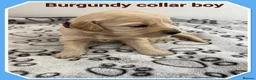 Mini Goldendoodle dogs for sale: 🐶 STUNNING F1 MINIATURE GOLDENDOODLES 🐶 - Advert 9