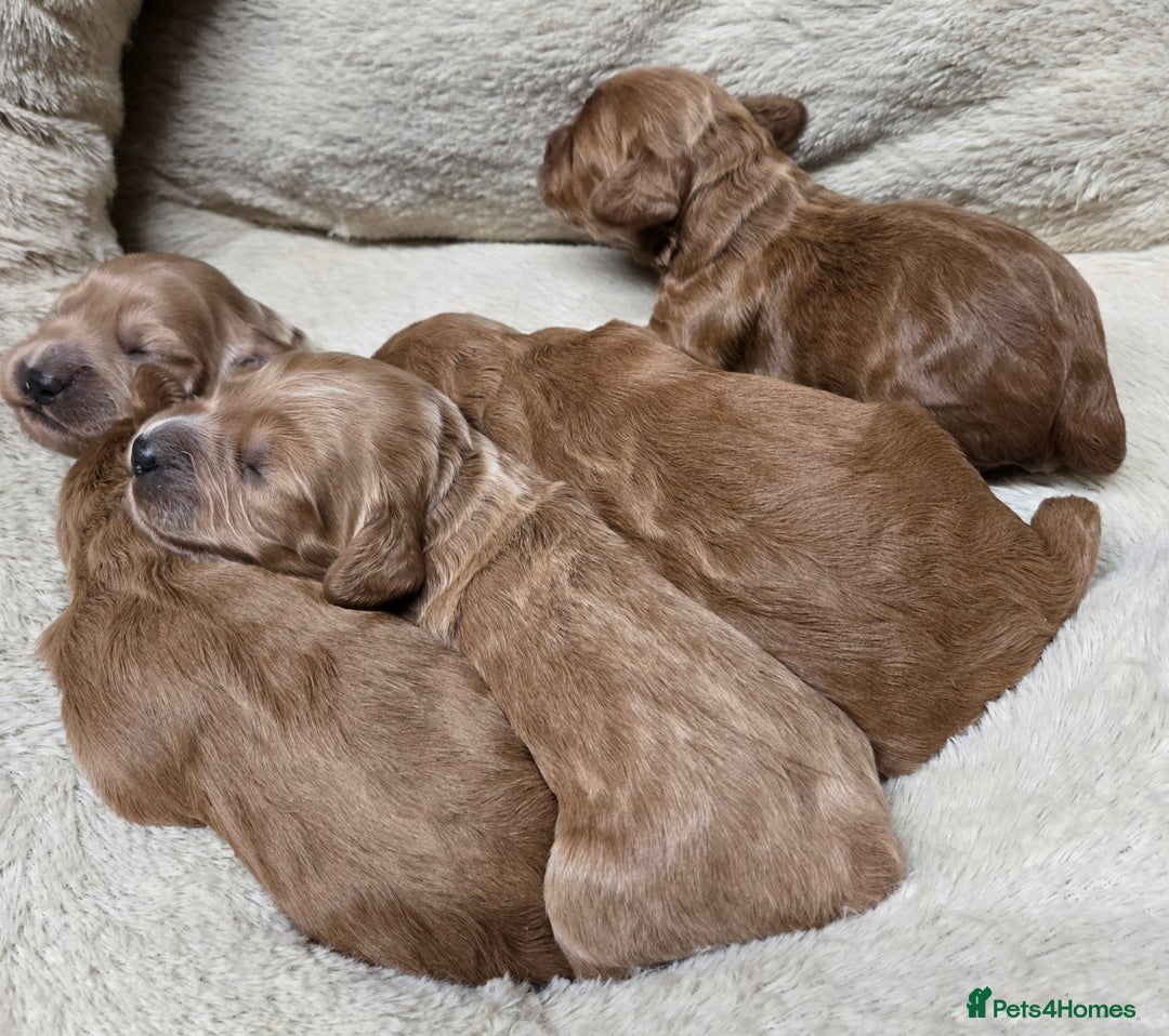 Cockapoo dogs for sale: 🌟⭐Toy Cockapoo⭐🌟 - Advert 4