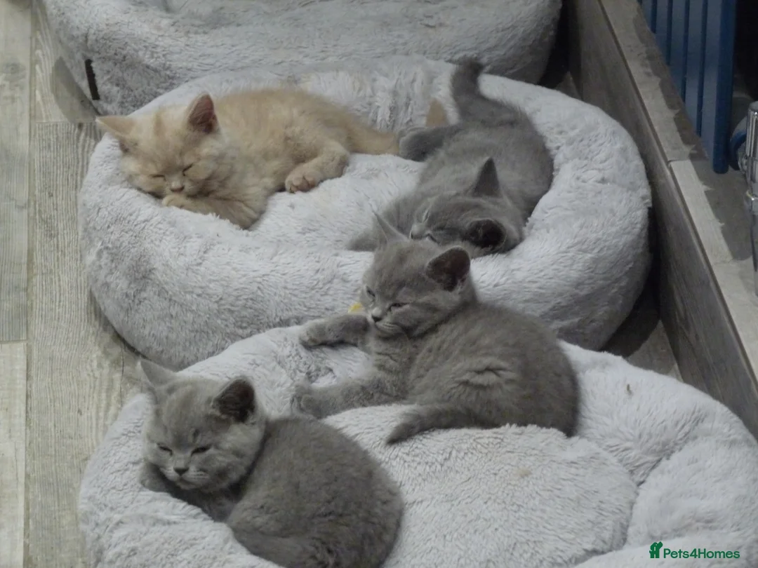 British Shorthair cats for sale: four beautiful british shorthair kittens for sale - Advert 14