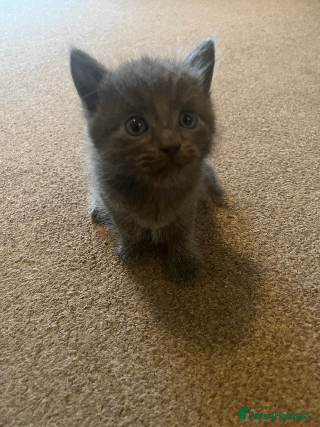 British Shorthair cats for sale: Grey & Black kittens for sale  - Image 14
