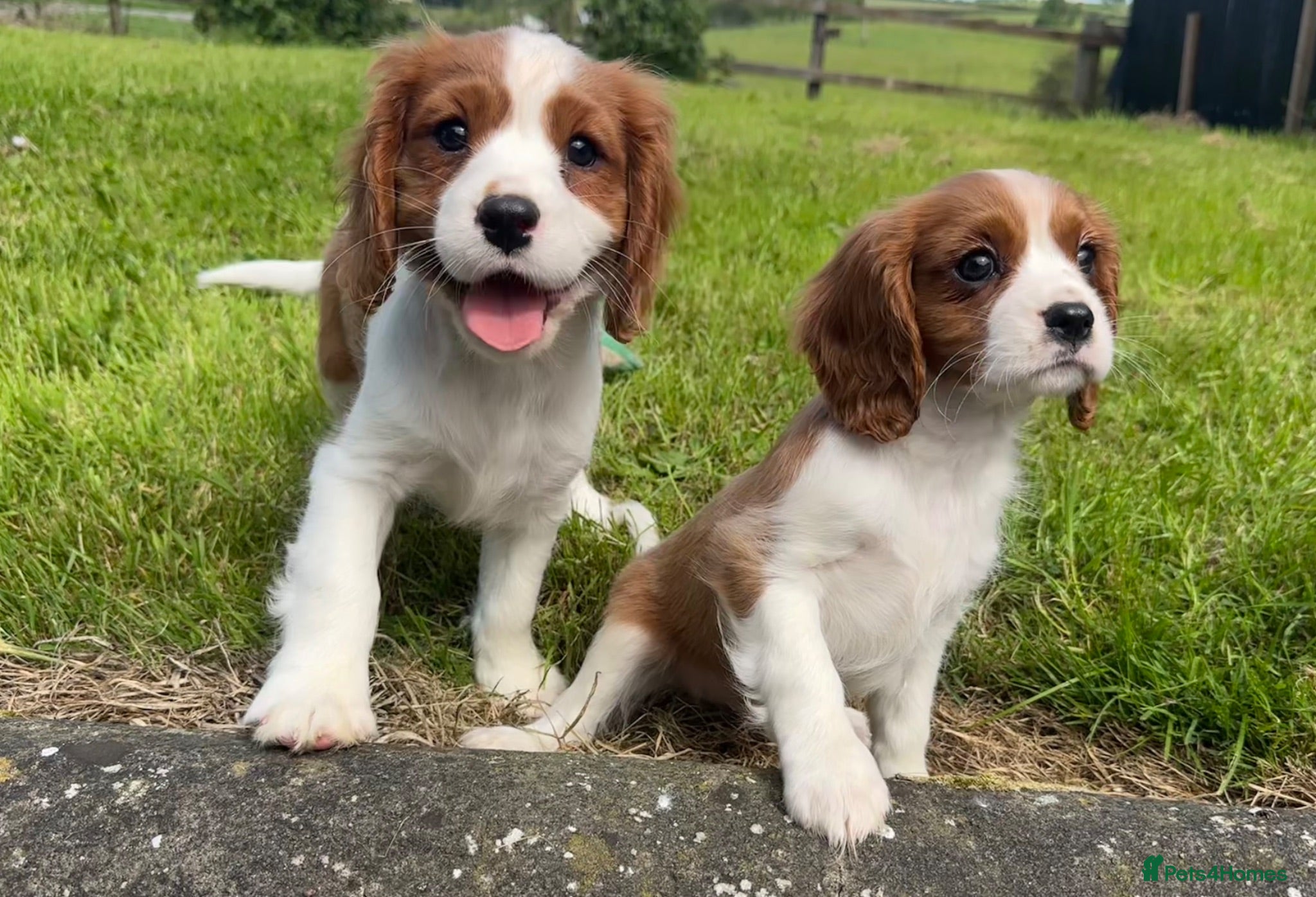 Cavalier King Charles Spaniel dogs Beautiful Cavalier King Charles Spaniel puppies - Advert 2