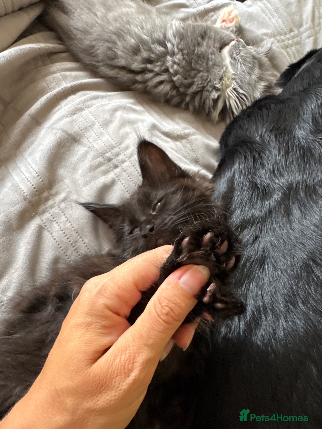 Maine Coon cats for sale: TICA registered large MaineCoon polydactyl kittens - Image 20
