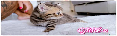 British Shorthair 4