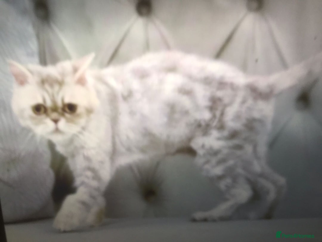 Mixed Breed cats for adoption: COCO - UNUSUAL EXOTIC MIX PERSIAN SPAYED GIRL - Advert 3