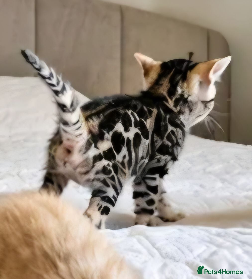 Bengal cats TICA Genetic Health Tested Snow Silver Kittens - Advert 2