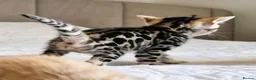 Bengal cats for sale: Only 1 Remaining! TICA Health Tested Kittens - Advert 8