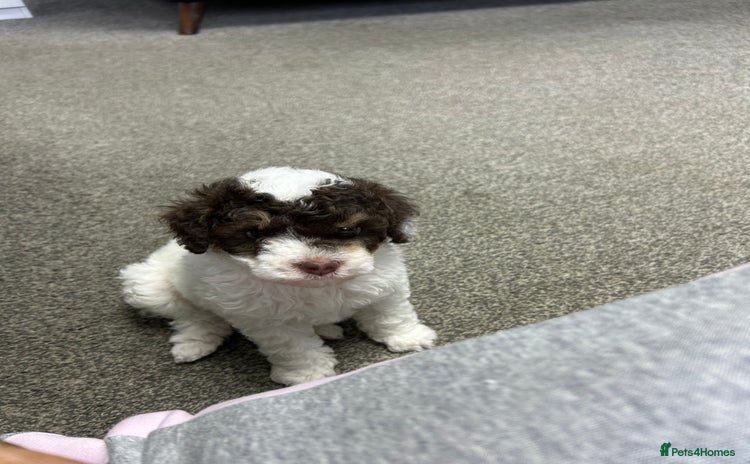 Toy Poodle dogs Toy poodle boy chocolate and white  - Advert 1