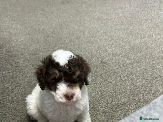 Toy Poodle dogs Toy poodle boy chocolate and white - Advert 7