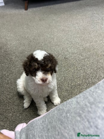 Toy Poodle dogs Toy poodle boy chocolate and white - Advert 1