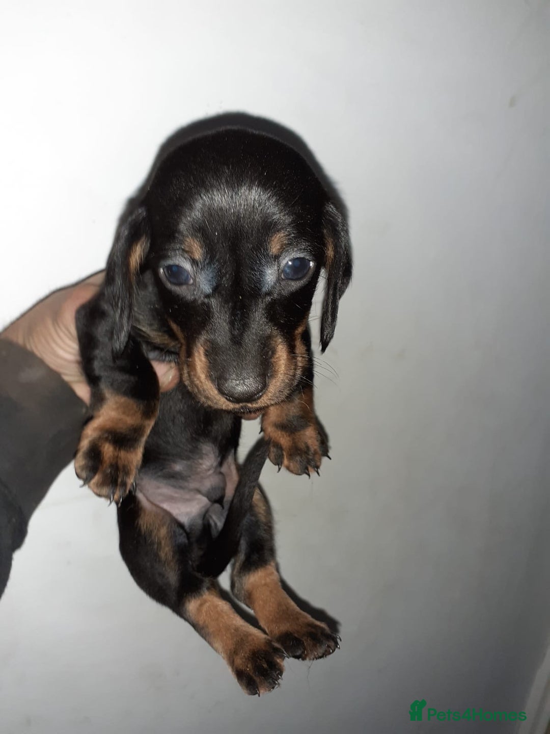 Dachshund dogs for sale: Beautiful male dachshund puppy  - Advert 6