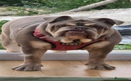 English Bulldog dogs for sale: Bulldog margo looking for loving new home - Image 2