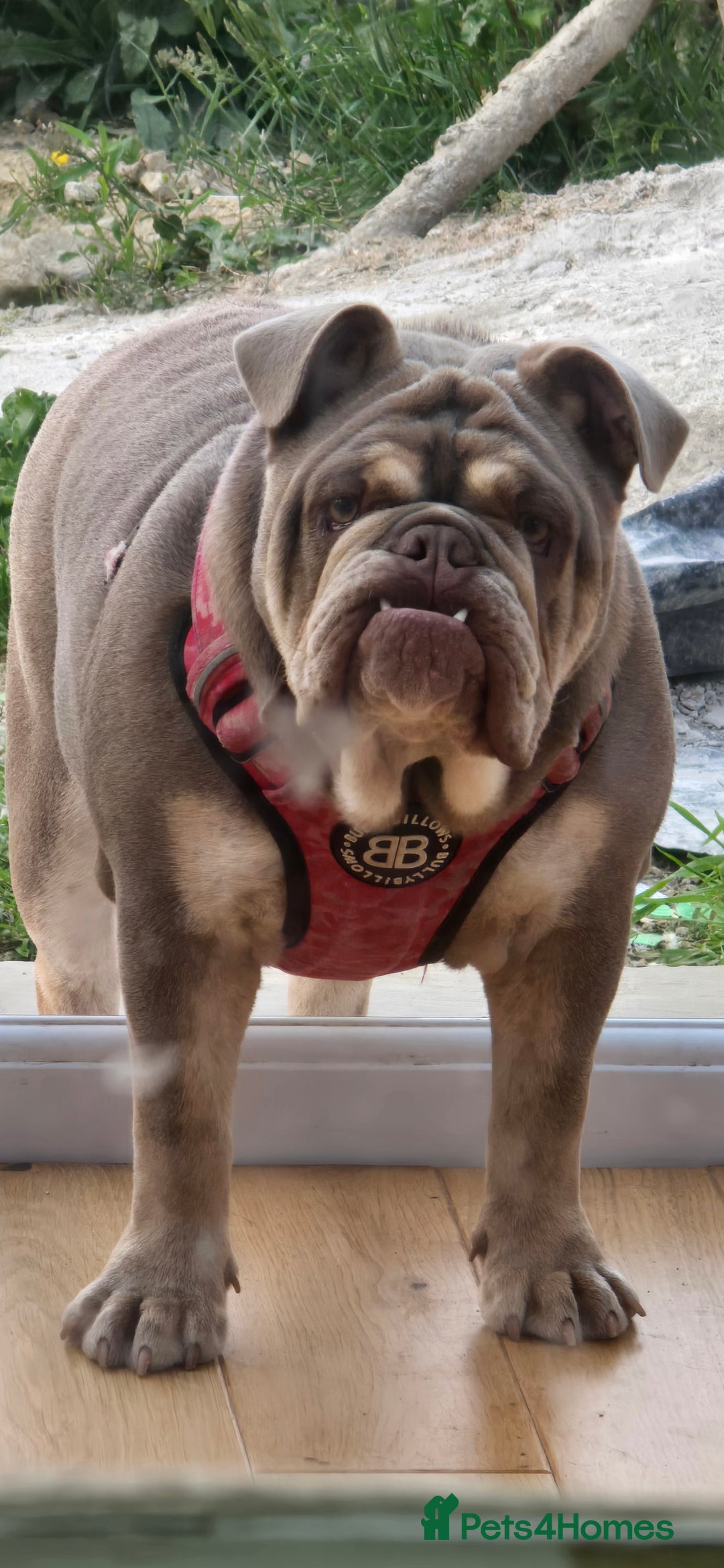 English Bulldog dogs for sale: Bulldog margo looking for loving new home - Image 2