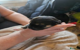 Huskita dogs for sale: Husky x akita puppys - Image 15