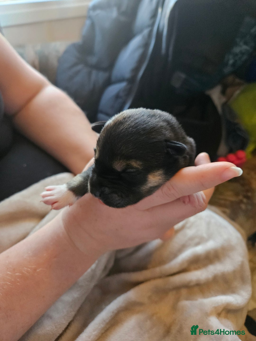 Huskita dogs for sale: Husky x akita puppys - Image 15
