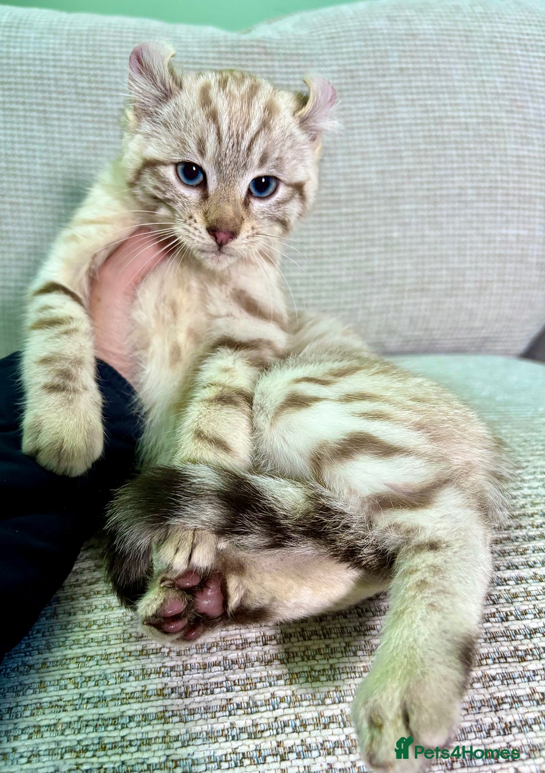 Savannah cats for sale: Superb wild looking snow leopard male  - Advert 5