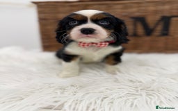 Cavalier King Charles Spaniel dogs for sale: Health tested Cavalier king charles - Advert 6