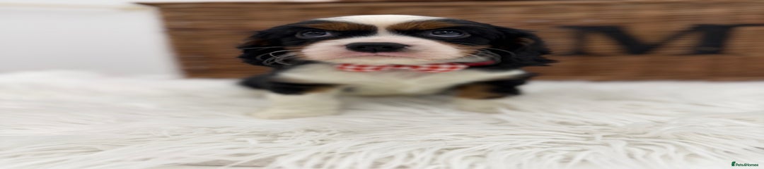 Cavalier King Charles Spaniel Puppy 2