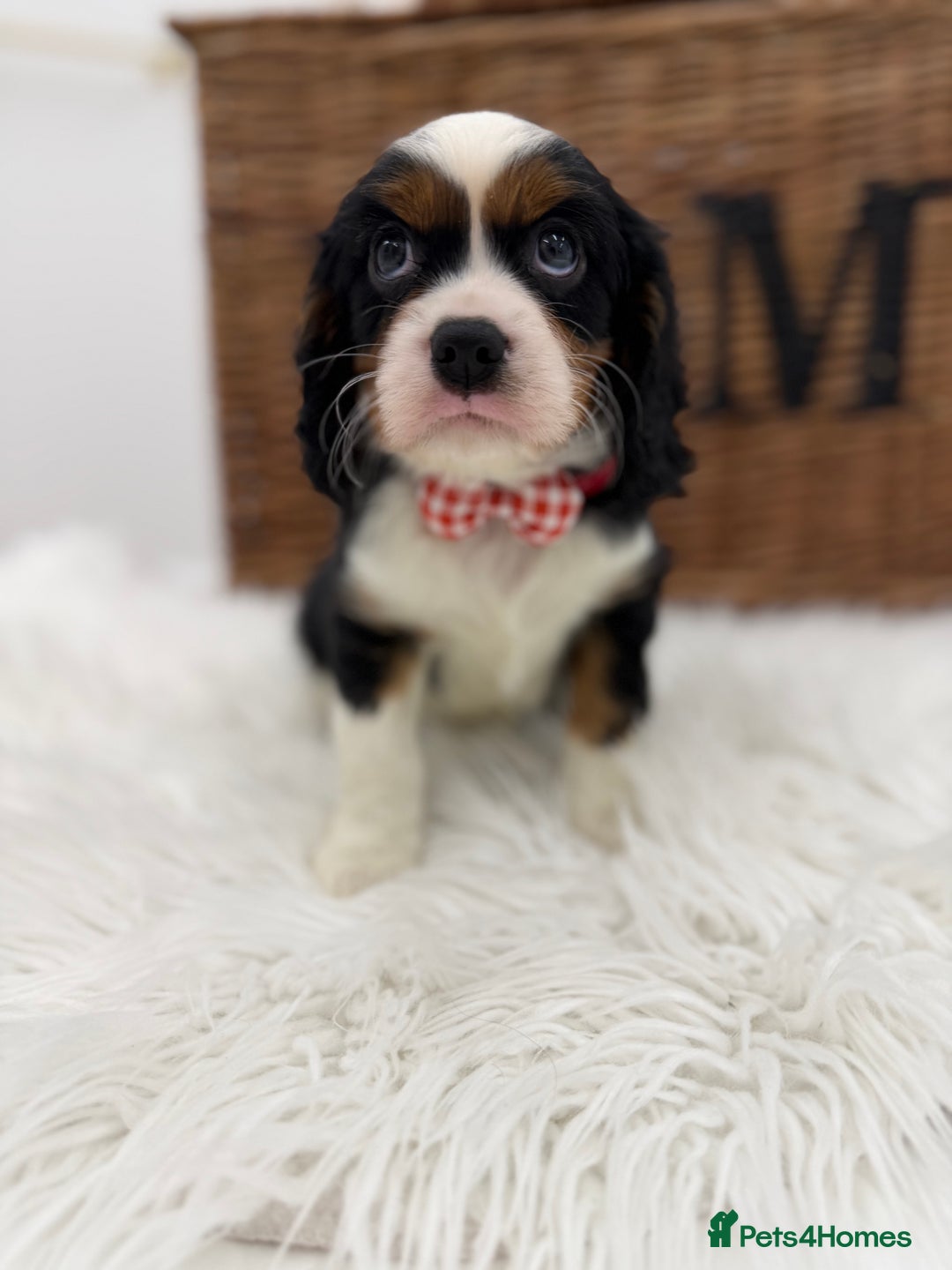 Cavalier King Charles Spaniel dogs for sale: Health tested Cavalier king charles - Advert 6