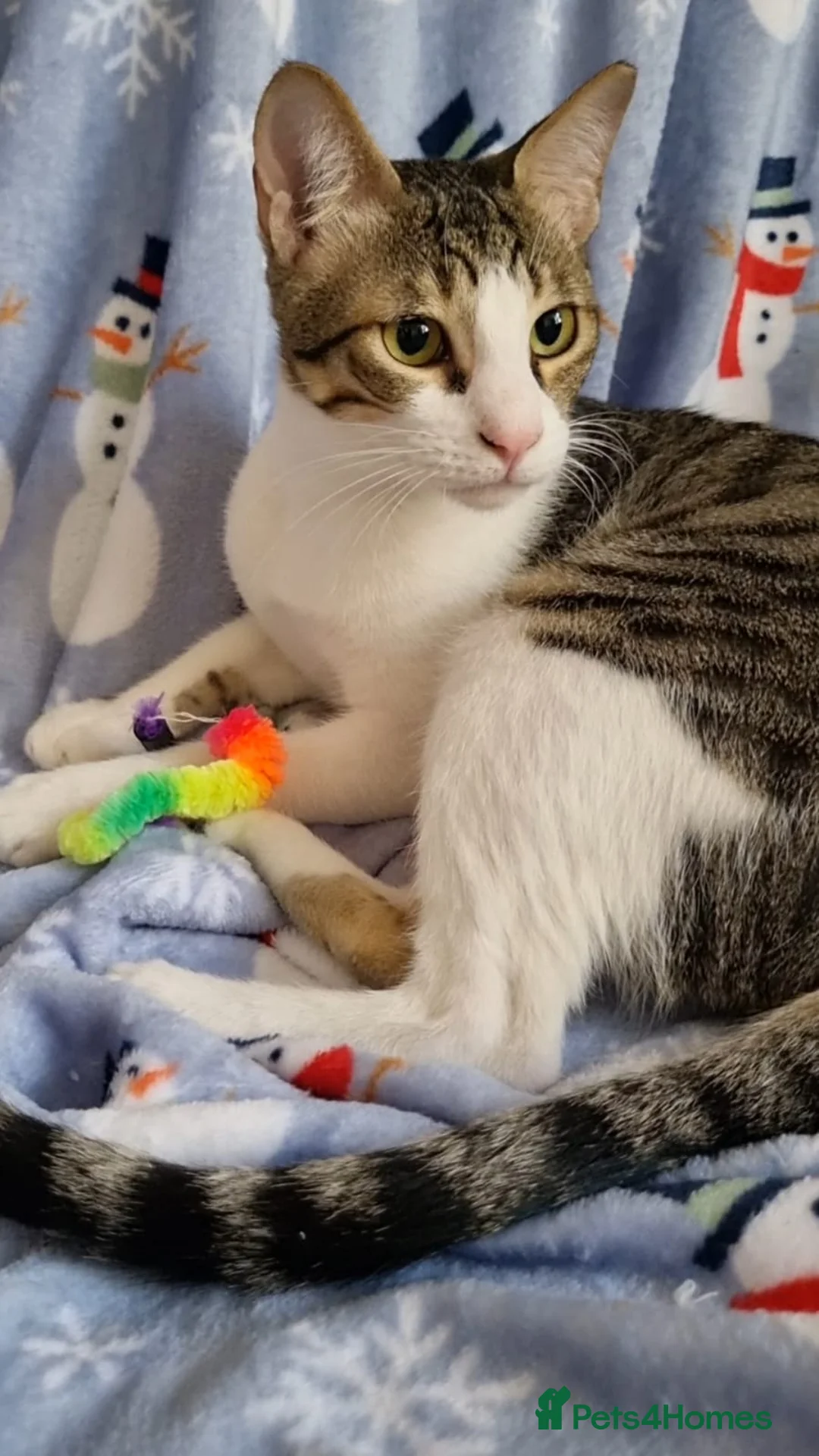 Arabian Mau cats for sale: Adopt Nico & Alex in London - Advert 2