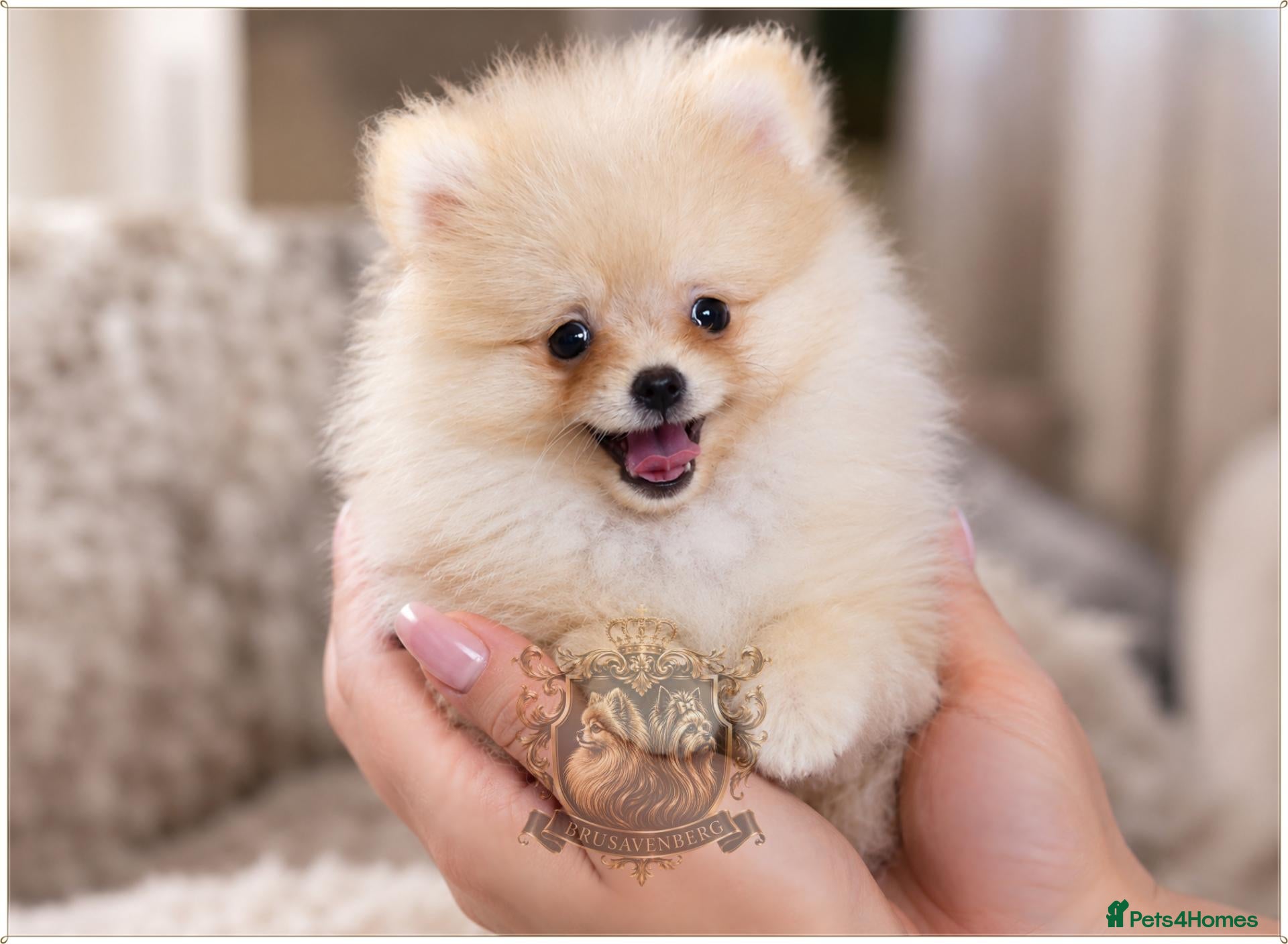 Pomeranian dogs MINIATURE RKC TEDDY BEAR POMERANIANS - Advert 6