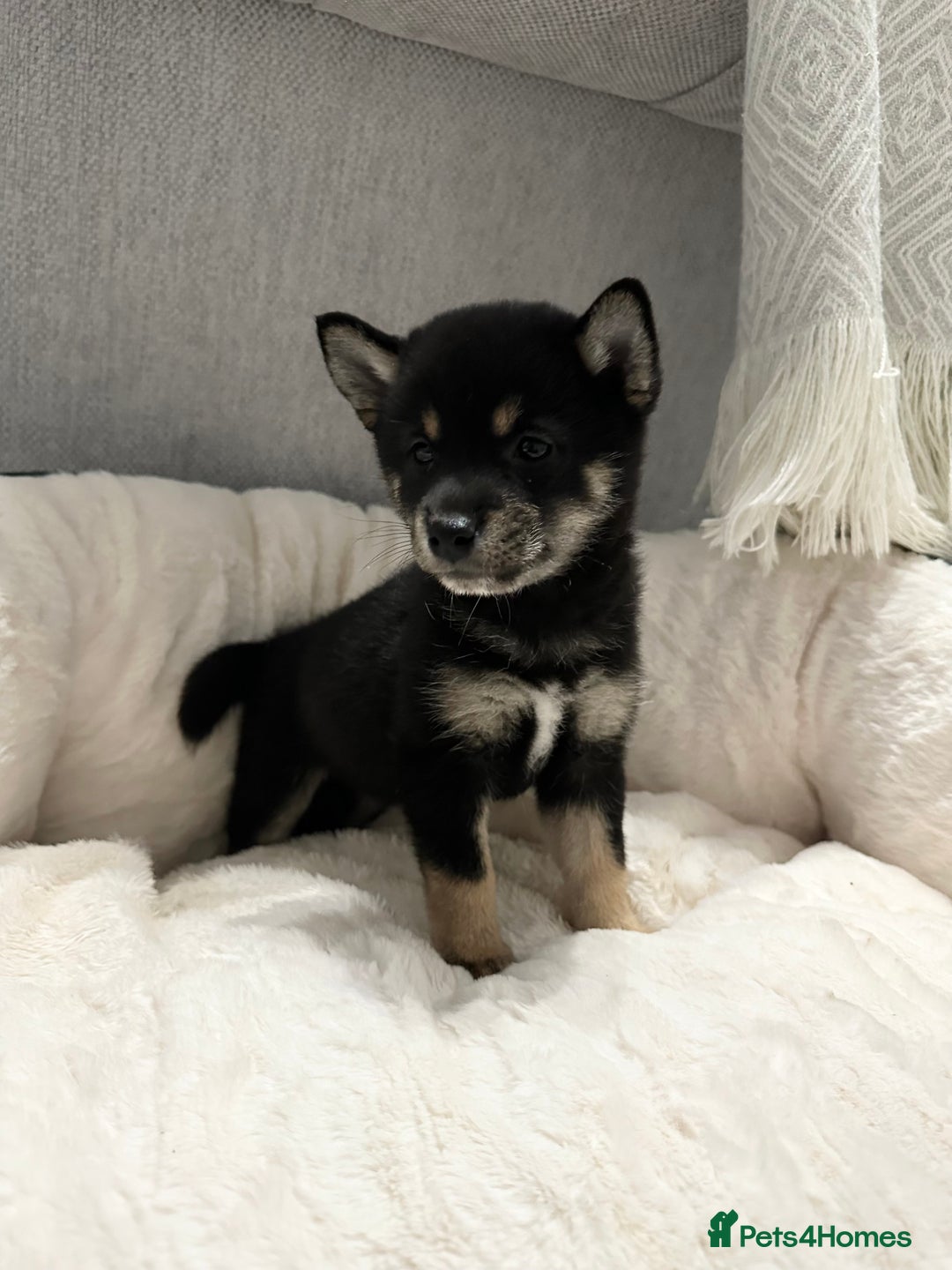 Japanese Shiba Inu dogs for sale: Japanese Shiba Inu puppies HEALTH TESTED - Advert 5