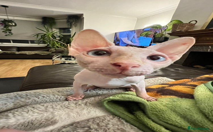 Sphynx cats - Advert 1