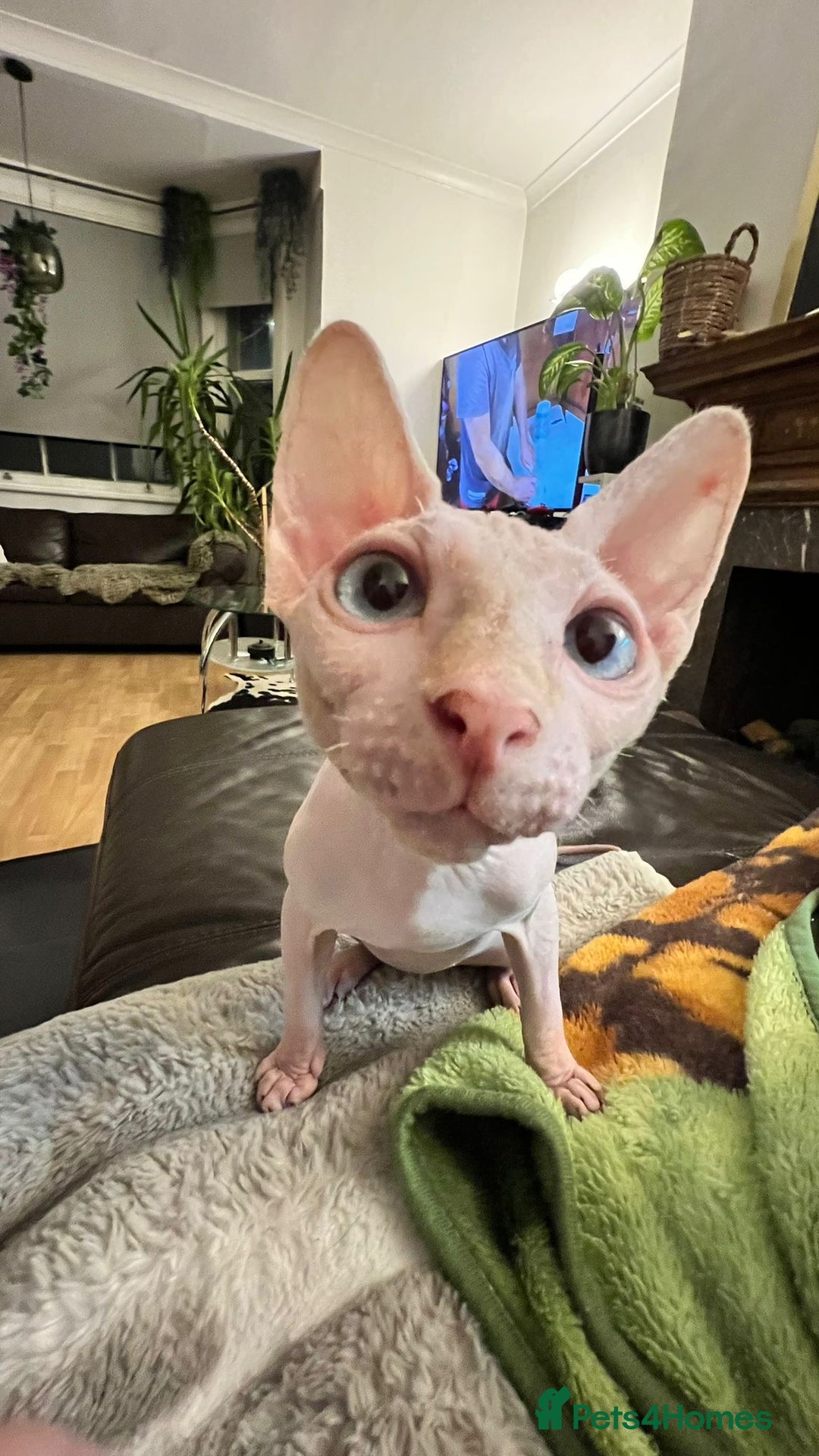 Sphynx cats for stud: Pedigree Elf Boy available for stud - Image 1