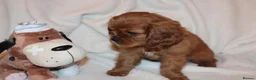 Cavalier King Charles Spaniel dogs for sale: Gorgeous Cavalier King Charles Spaniel puppies - Advert 5
