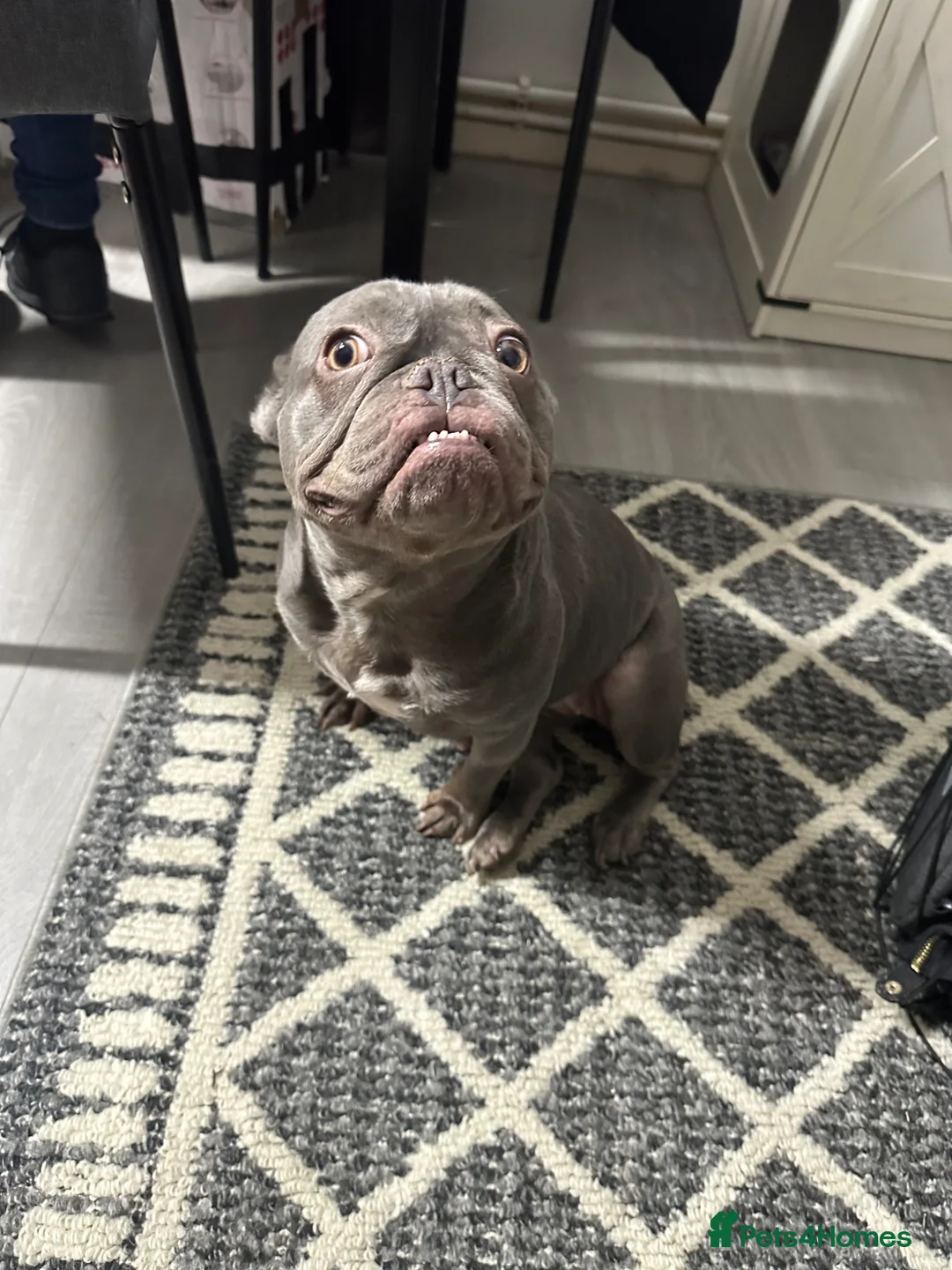 French Bulldog dogs for sale: Queen Frinchie - Advert 2