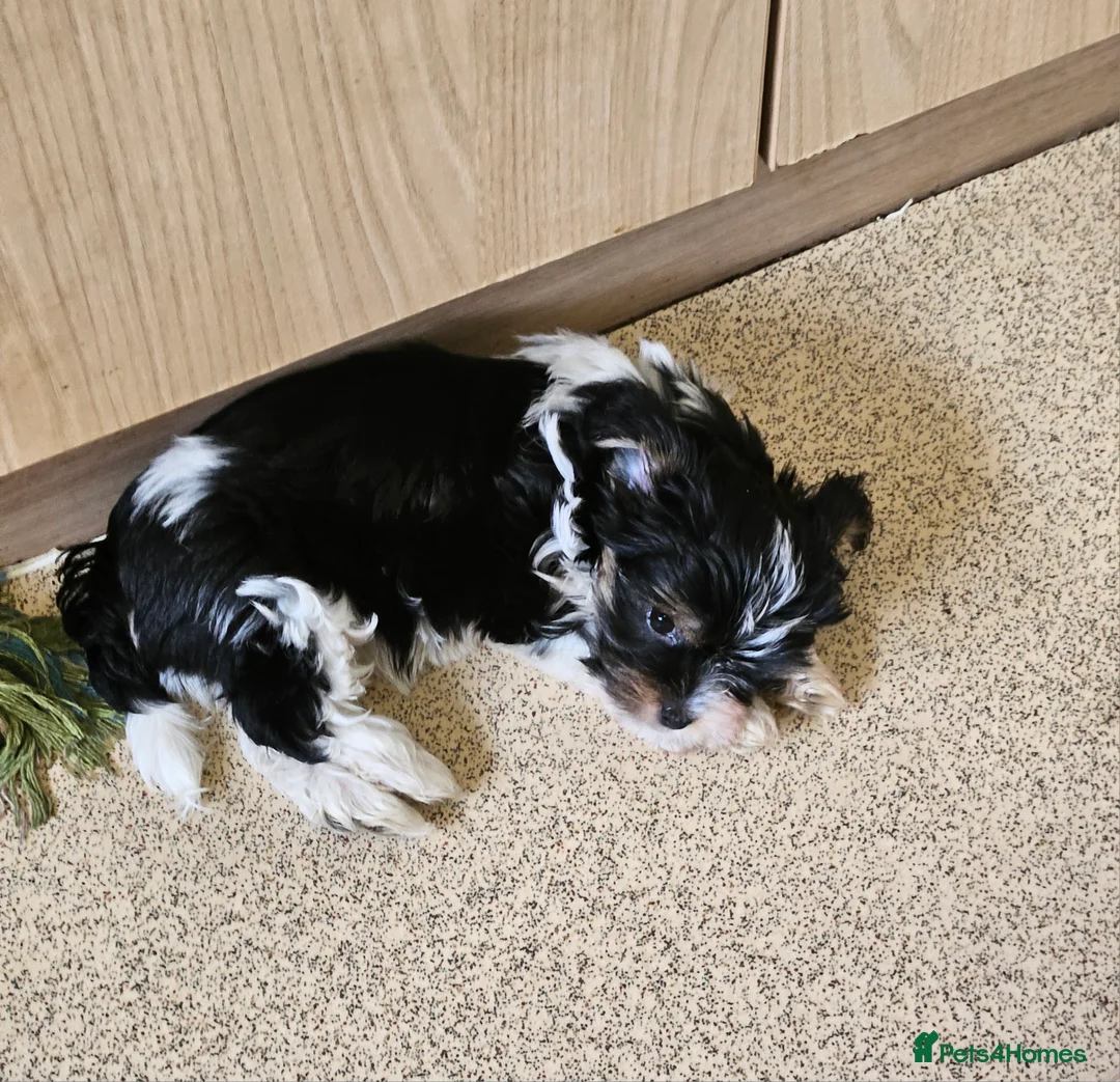 Yorkshire Terrier dogs for sale: 🤎 DNA tested parents 🤎 Yorkie puppies  - Advert 1