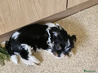 Yorkshire Terrier dogs 🤎 DNA tested parents 🤎 Yorkie puppies - Advert 2