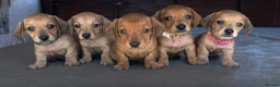 Miniature Dachshund dogs for sale: Stunning Red & Fawn Miniature Dachshund Puppies - Advert 2