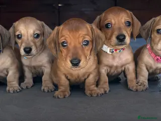 Miniature Dachshund dogs Stunning Red & Fawn Miniature Dachshund Puppies - Advert 1