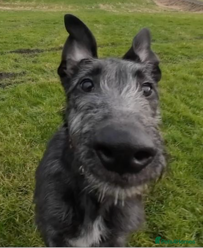 Deerhound dogs deerhound female seven mth old  - Advert 13